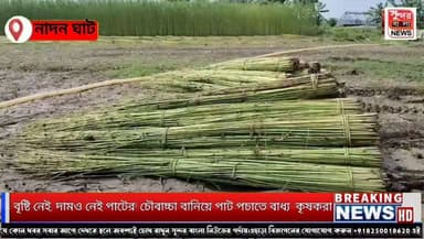 পাটচাষে চরম সংকট! জলের অভাবে জমিতেই চৌবাচ্চা, বাজারে মিলছে না ন্যায্য দাম