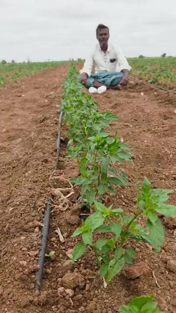 మిరప పంట లో స్ప్రే #vega