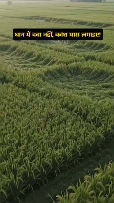Leaf Folder से बचाएगी ये साधारण घास!#धान #PaddyFarming #LeafFolder #KansGrass #Spider