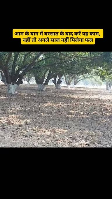 आम के बाग की पूरी देखभाल | रोग, कीट और रोकथाम की सही जानकारी #MangoOrchard #MangoFarming #MangoDisease #MangoCare