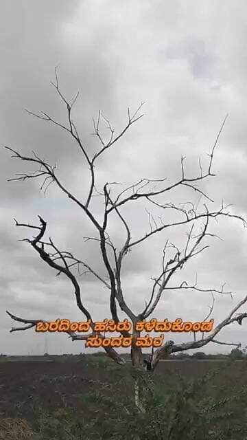 ಬರದ ಚಾಯೆಗೆ ಒಣಗಿ ಹೋದ ಸುಂದರ ಮರ#viral #viralvideo #flood #drylands #chitradurga