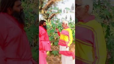 अरंडी की फसल से लाखों रुपए का टर्नओवर 2 |Farming Hindi advice #shorts