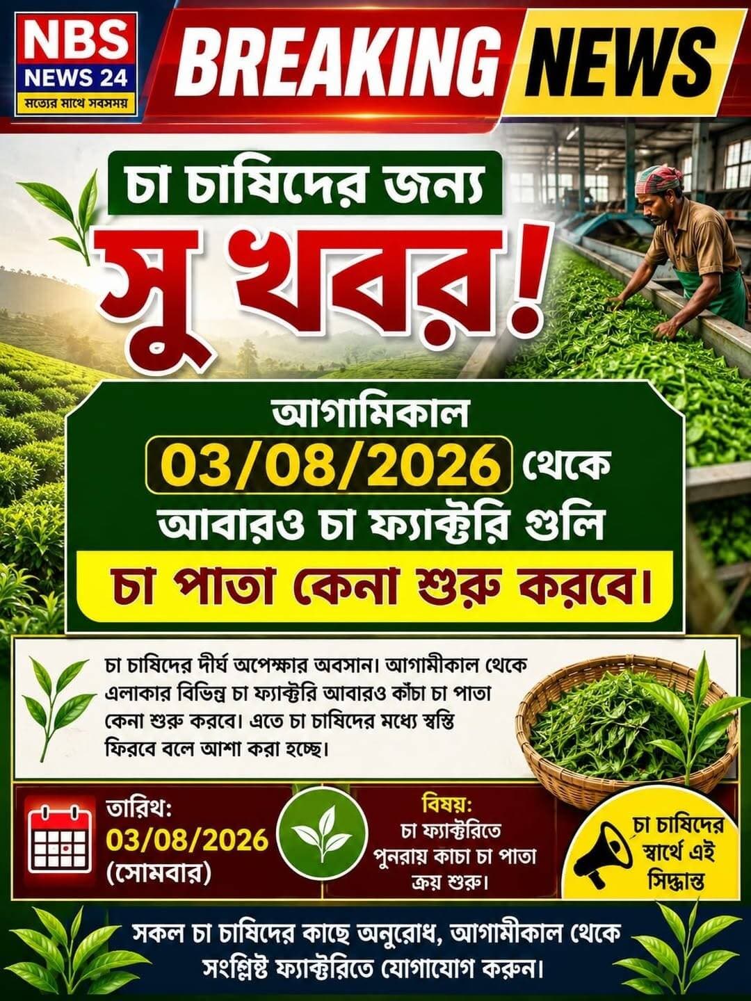 আগামীকাল থেকে ফের চাপাতা কেনা শুরু করছে চা ফ্যাক্টরি গুলি।