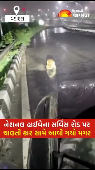 નેશનલ હાઈવેના સર્વિસ રોડ પર ચાલતી કાર સામે આવી ગયો મગર
#vadodranews #vadodara #crocodile