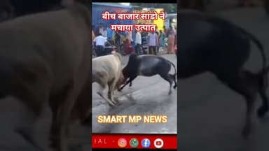 बीच रोड पर सांडो का उत्पात #sagar #news #smartmpnews #shorts