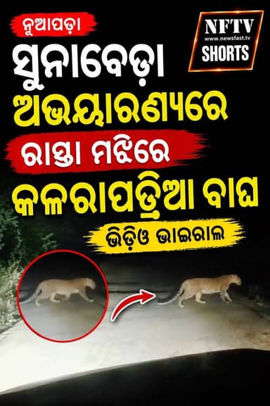 ନୂଆପଡ଼ା ସୁନାବେଡ଼ା ଅଭୟାରଣ୍ୟରେ ରାସ୍ତା ମଝିରେ କଳରାପତ୍ରିଆ ବାଘ, ଭିଡିଓ ଭାଇରାଲ୍।
#Nuapada #Sunabeda #SunabedaSanctuary #Leopard #KalaraPatriaBagha #Wildlife #WildlifeOdisha #Odisha #OdishaNews #BreakingNews #ViralVideo #Forest #Nature #AnimalRescue #NFTV #NFTVShorts #NewsFastTV #Reels #InstagramReels #FacebookReels #Trending #Viral #Explore #IndiaWildlife #WildlifePhotography