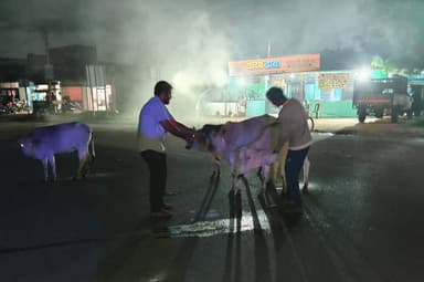 राष्ट्रीय राजमार्ग पर आवारा पशुओं के कारण होने वाली सड़क दुर्घटनाओं को रोकने और पशु संरक्षण के लिए जिला प्रशासन ने एक विशेष मुहिम शुरू की है। मनेन्द्रगढ़-चिरमिरी-भरतपुर (M.C.B.) कलेक्टर के निर्देशानुसार पशुधन विकास विभाग द्वारा राष्ट्रीय राजमार्ग (NH-43) पर घूमने वाले निराश्रित पशुओं के गले में रेडियम बेल्ट लगाए जा रहे हैं।
#chhattisgarh #mcbdistrict