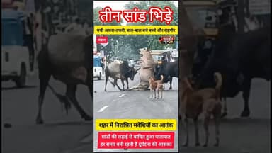 🚨 तीन सांड भिड़े 🚨 #shorts #viralvideo #straycattle #roadsafety #citynews
