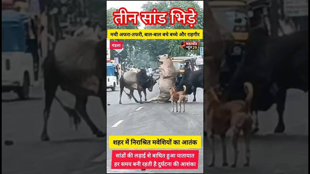 🚨 तीन सांड भिड़े 🚨 #shorts #viralvideo #straycattle #roadsafety #citynews