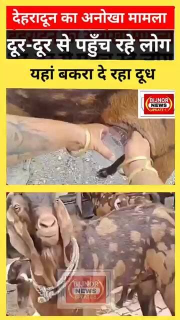 अनोखा मामाल बना चर्चा का विषय बकरा दे रहा दूध #bijnornewsupdate1