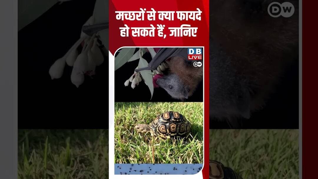 मच्छरों से क्या फायदे हो सकते हैं, जानिए #dwscience #dwhealth #dwhindi
