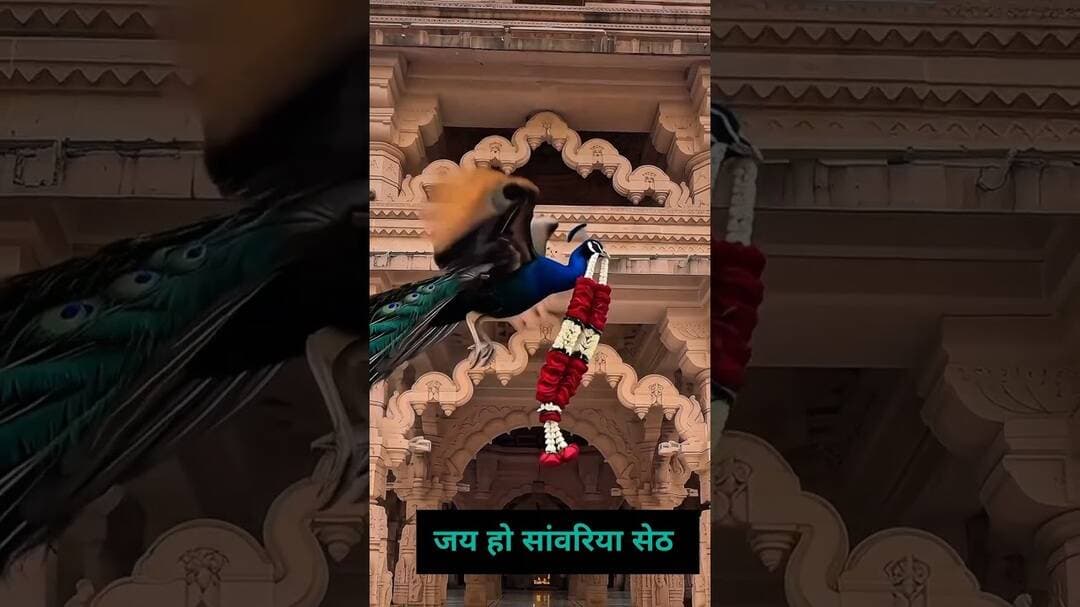 6 Aug#sawariya #sawariyaseth #sawariyasethstatus #sawariyasethji