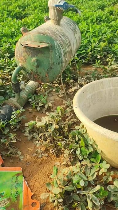 कौनसी सेंचुरी कामयाब है
#खाजूवाला #किसान #मूंगफली #बारिश #मानसून