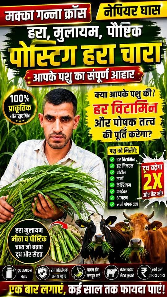 🚨 क्या सिर्फ इस हरे चारे से पूरी होगी पशु की हर Vitamin की कमी? | Makka Ganna Cross Napier Grass #NapierGrass #MakkaGannaCross #GreenFodder #HaraChara #KisanSathi