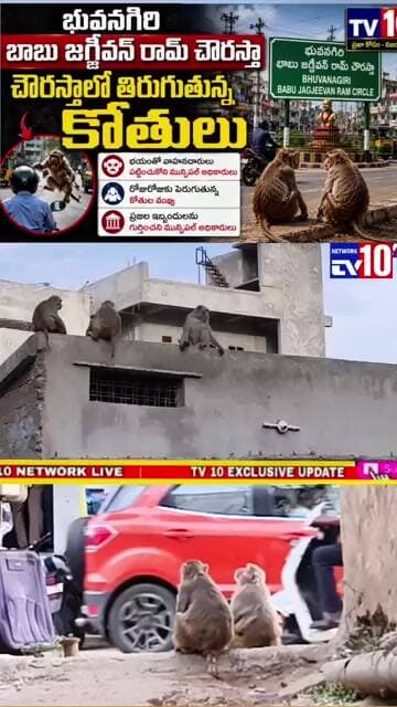 ప్రిన్స్ చౌరస్తాలో కోతుల భయంతో బెంబేలెత్తుతున్న ప్రయాణికులు@tv10network