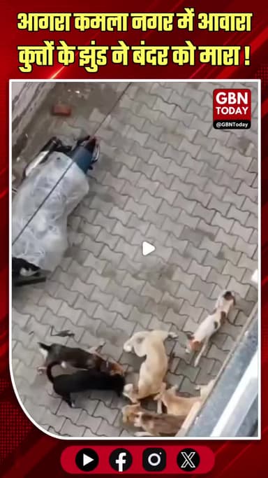 आगरा: कमला नगर में आवारा कुत्तों के झुंड ने बंदर को मारा
#Agra #KamlaNagar #StrayDogs #AgraNews