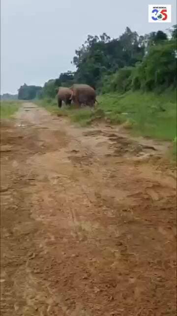 হাতির অবস্থান তাং-০৭/০৮মোট হাতি-৩টি, বড়জোড়া রেঞ্জে সাহারজোড়া-১টি,পাবয়া-১টি, জি.ঘাঁটি রেঞ্জে ১টি