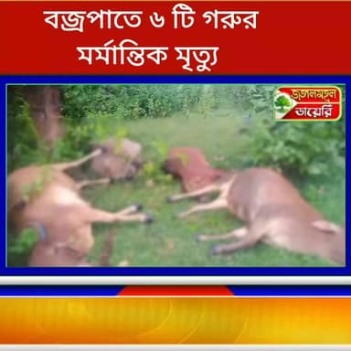 বজ্রপাতে মর্মান্তিক মৃত্যু ৬ টি গরুর, বাঘমুন্ডি এলাকার ঘটনায় চাঞ্চল্য।
#BreakingNews #purulia #cow #BREAKING