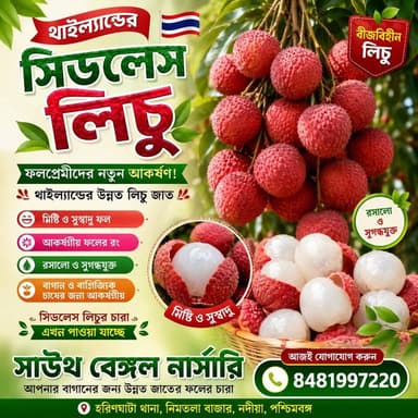 চায়না সিট লেস লিচুর চারা আমাদের কাছে বল