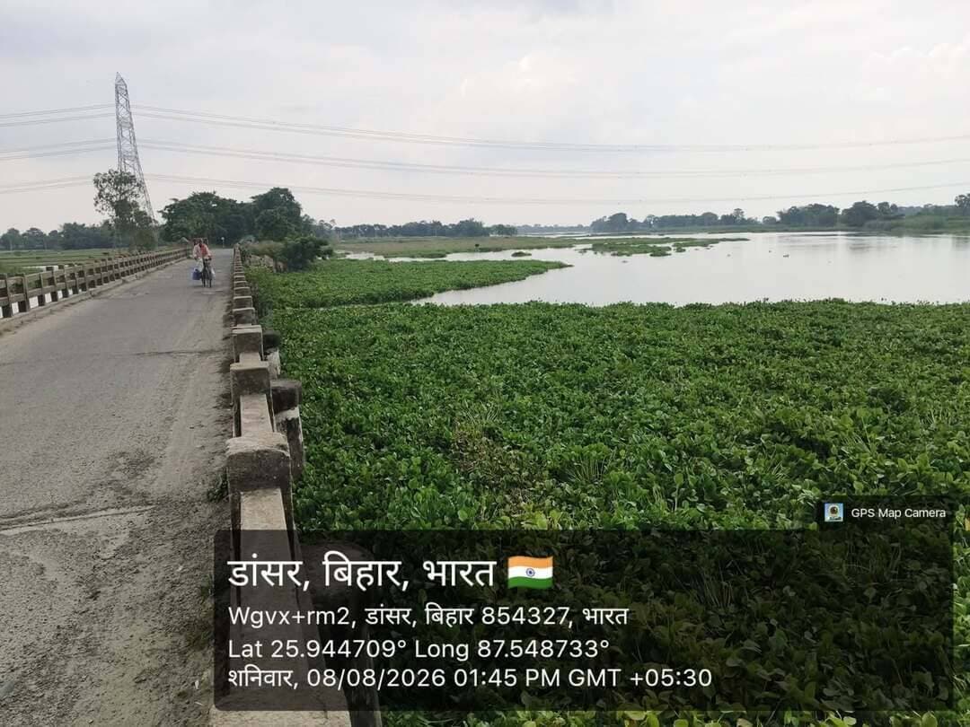 जलालगढ़ प्रखंड के पूरब भाग की इकलौता दनसार कोसी पुल, बाढ़ के तेज रफ्तार पानी में फंसा जंगल, क्षतिग्रस्त होने की संभावना