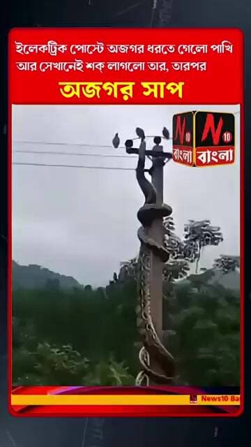 অজগর: বিদ্যুৎ লাইনে কি করছে এই অজগর দেখুন।