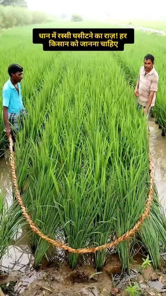 धान के छिपे हुए कीटों को बाहर निकालने का देसी तरीका!#धान #PaddyFarming #LeafFolder #RiceHispa #RiceCaseworm #IPM