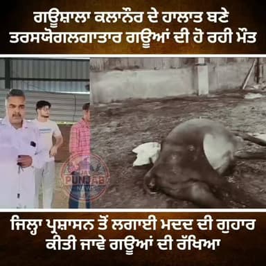ਗਊਸ਼ਾਲਾ ਕਲਾਨੌਰ ਦੇ ਹਾਲਾਤ ਬਣੇ ਤਰਸਯੋਗ,, ਲਗਾਤਾਰ ਗਊਆਂ ਦੀ ਹੋ ਰਹੀ ਮੌਤ,,,ਸਮਾਜ ਸੇਵੀਆਂ ਨੇ ਜਿਲ੍ਹਾ ਪ੍ਰਸ਼ਾਸਨ ਤੋਂ ਲਗਾਈ ਮਦਦ ਦੀ ਗੁਹਾਰ,, ਕੀਤੀ ਜਾਵੇ ਗਊਆਂ ਦੀ ਰੱਖਿਆ #gurdaspur #police #attack #election #accident