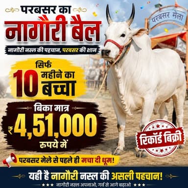 परबतसर के जगदीशपुरा का नागौरी बैल 🐂🔥
सिर्फ 10 महीने की उम्र में ₹4 लाख 51 हजार में बिका!
यही है नागौरी नस्ल की असली पहचान और शान! 💪🐂