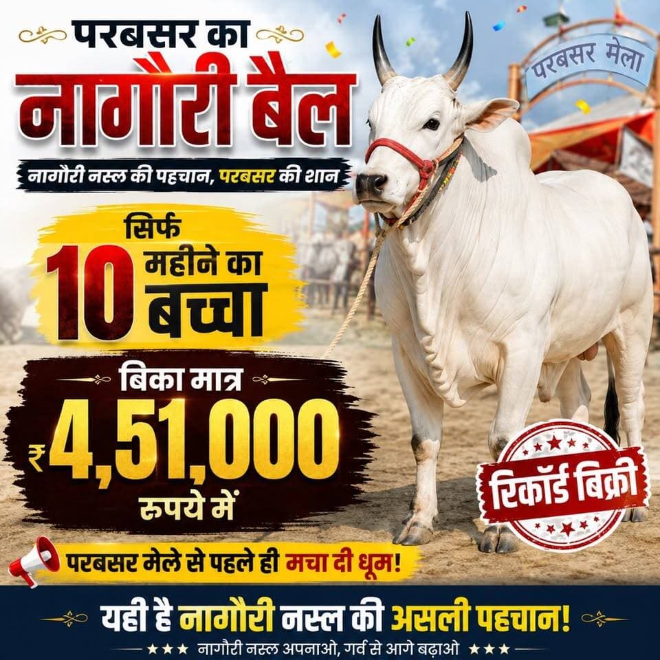 परबतसर के जगदीशपुरा का नागौरी बैल 🐂🔥
सिर्फ 10 महीने की उम्र में ₹4 लाख 51 हजार में बिका!
यही है नागौरी नस्ल की असली पहचान और शान! 💪🐂