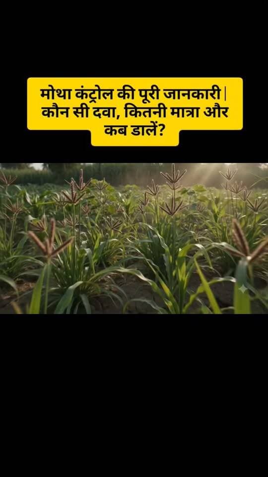 मोथा का खात्मा ऐसे करें! जड़ और नट्स तक पहुंचेगा असर #मोथा #मोथाखरपतवार #WeedControl #WeedManagement #खरपतवार