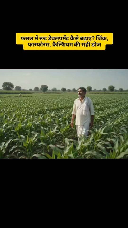 फसल की जड़ों में नहीं बढ़ रही ग्रोथ? ये पोषक तत्व जरूर दें #RootDevelopment #जड़विकास #फसलकीखेती #किसान #कृषि