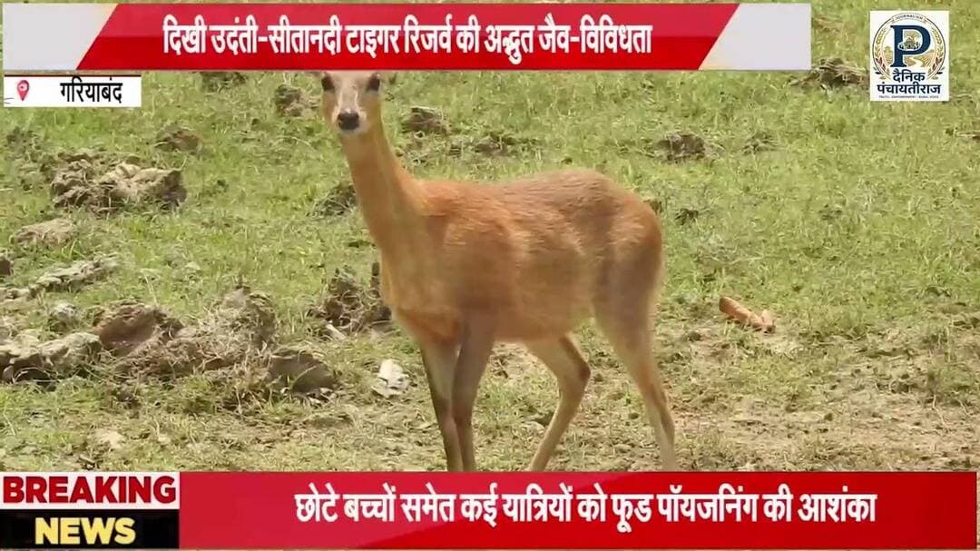 Udanti sitanadi tiger reserve|उदंति सितानदी टाइगर रिजर्व मे दिखा अद्भुत जैव विविधता |#gariyabandnews