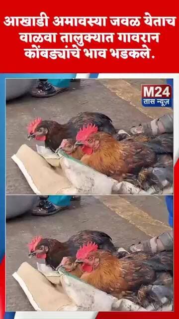 आखाडी अमावस्या जवळ येताच गावरान कोंबड्यांचे भाव भडकले