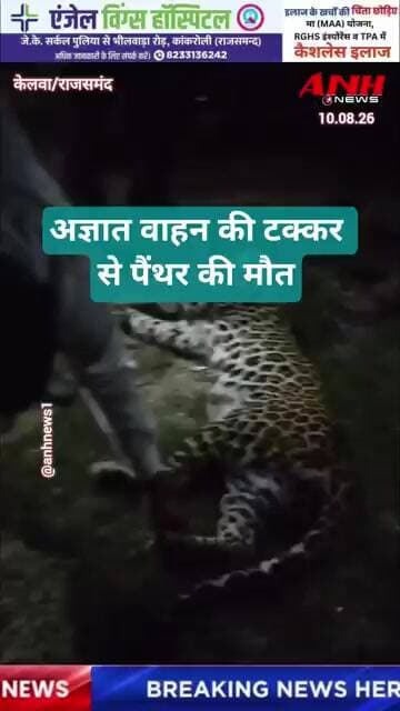 किसी अज्ञात वाहन ने पैंथर के मारी टक्कर,हादसे में मादा पैंथर ने मौके पर ही तोड़ दम