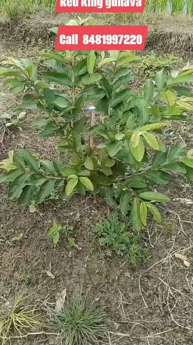 Red king guhava #guhava #guava #gadaning