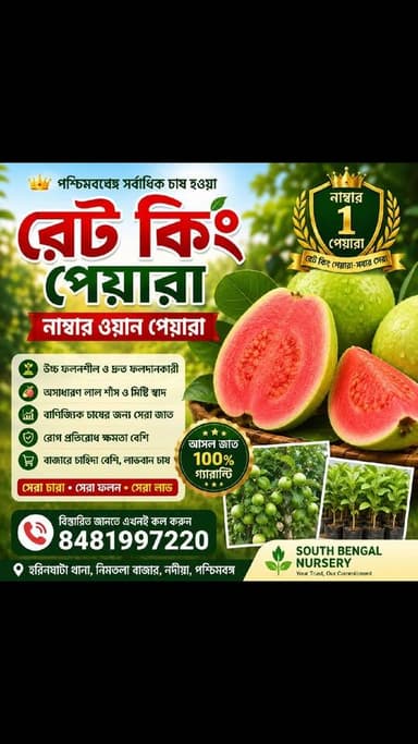 বাংলা সেরা পিয়ারা রেট কিং