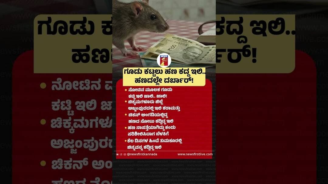 ಗೂಡು ಕಟ್ಟಲು ಹಣ ಕದ್ದ ಇಲಿ.. ಹಣದಲ್ಲೇ ದರ್ಬಾರ್! #RatStealsMoney #BuildNest #Rat