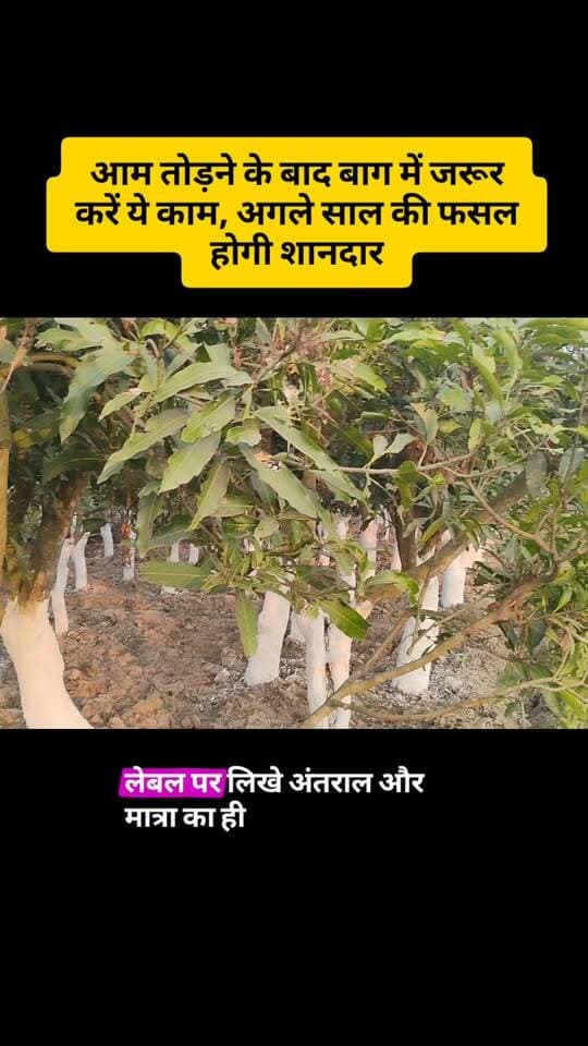 आम के पेड़ में खाद कब और कितनी डालें? तुड़ाई के बाद पूरी देखभाल #आमकीखेती #आमकीफसल #आमकाबाग #आमकीतुड़ाई #MangoFarming