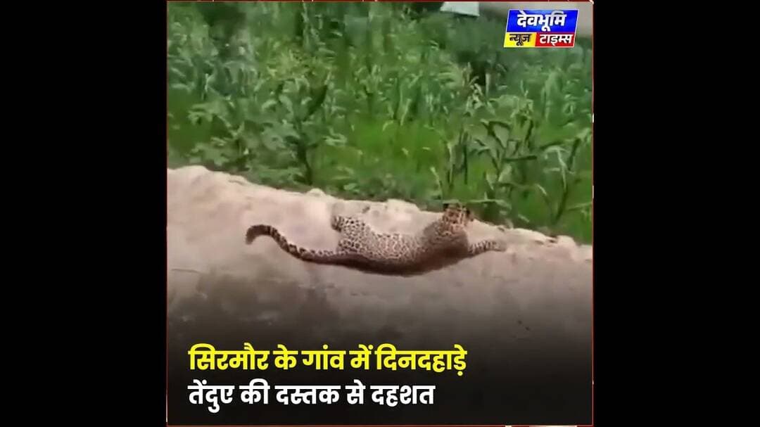 सिरमौर के गांव में दिनदहाड़े तेंदुए की दस्तक से दहशत#devbhoominewstimes