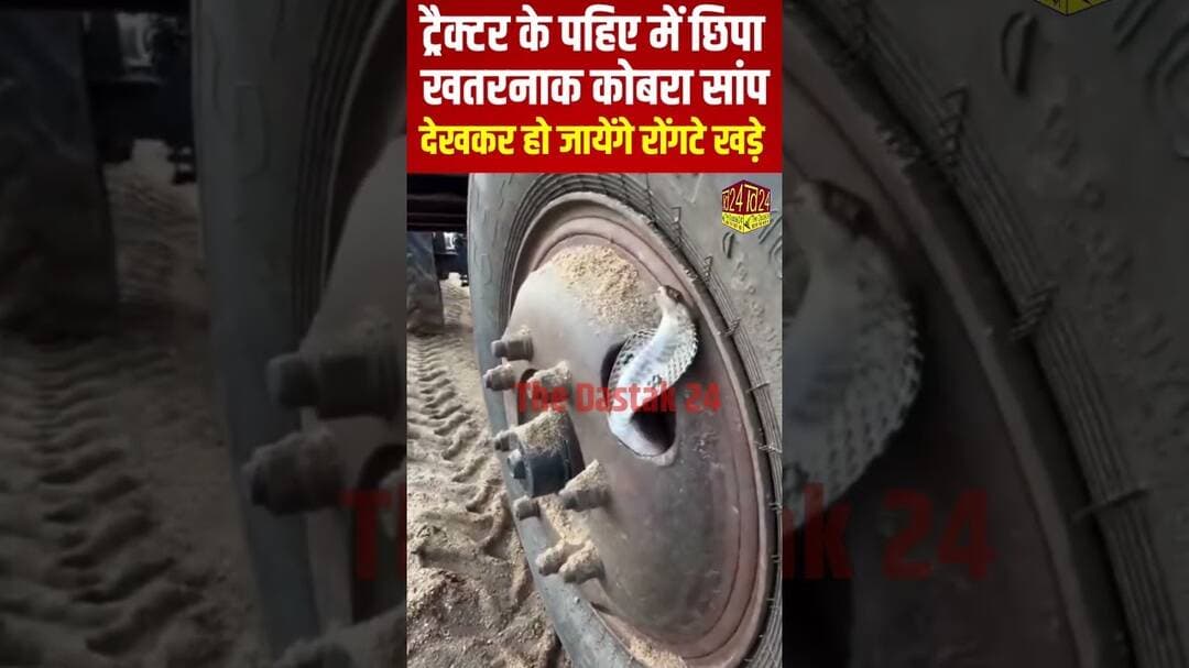 ट्रैक्टर के पहिए में बैठा खतरनाक सांप, देखकर आपके भी हो जायेंगे रोंगटे खड़े #4minutenews #hindinews