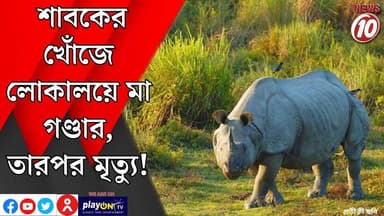 শাবকের খোঁজে লোকালয়ে মা গণ্ডার, তারপর মৃত্যু! || উত্তরবঙ্গ || #tvnews10 #LocalNews #follower #BJPNEWS #TMCNEWS #congress