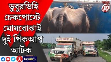 ডুবুরডিহি চেকপোস্টে মোষবোঝাই দুই পিকআপ আটক || আসানসোল || #tvnews10 #LocalNews #follower #BJPNEWS #TMCNEWS #congress