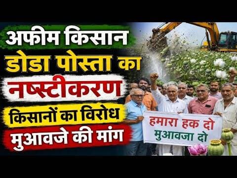 अफीम किसान | डोडा पोस्ता का नष्टीकरण |किसानों का विरोध | मुआवजे की मांग #afim_kisan #kapasan #mpcg