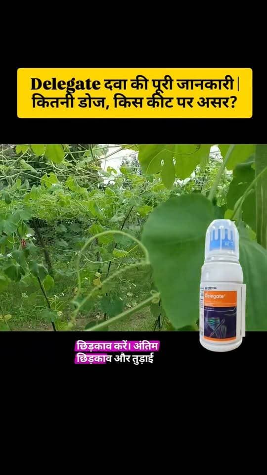 Delegate डालने से पहले ये जानकारी जरूर जान लें #Delegate #DelegateInsecticide #Spinetoram #Spinetoram117SC