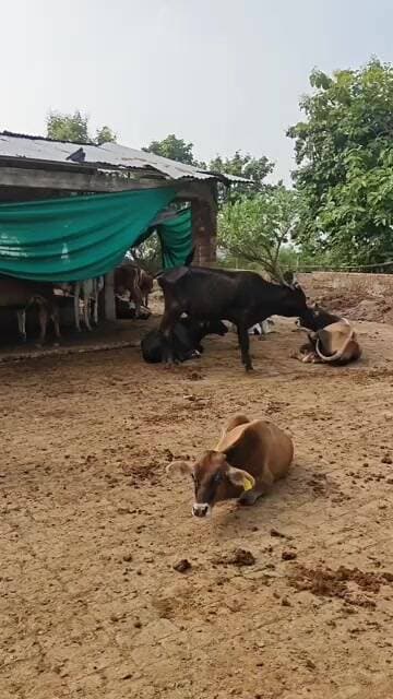 करंट से 5 गोवंश की तड़प कर मौ@त:बिजली विभाग का जर्जर तार बना हादसा का कारण