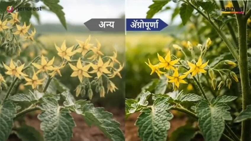 सोयाबीन की फसल में अगर आप फूल और फलिया चाहते हैं?
यह उत्पाद आपके लिए है, उत्पाद का नाम आग्रपूर्ण है, इसका इस्तेमाल 400 ML प्रति एकड़ के प्रमाण से कर सकते हैं, (अगर आप 400 ml प्रति एकड़ के प्रमाण से कम इस्तेमाल करते हैं तो आपको यह उत्पाद इस्तेमाल नहीं करना है) इसका छिड़काव आप किसी भी कीटनाशक फफूंद नाशक के साथ मिलाकर कर सकते हैं, अगर आप इसका छिड़काव करते हैं तो आपको दूसरे किसी भी ऐसे उत्पाद की जरूरत नहीं पड़ेगी जो टॉनिक का काम करें या फूल बढ़ाने या फूलों से फलिया बनाने वाला कोई उत्पाद। #soybeans #tomatoes #Agropurna
