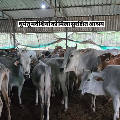 एक संकल्प से शुरू हुई सेवा, अब बनी संरक्षण की मिसाल
सूरजपुर जिले के ग्राम करवां स्थित सुरभि गौधाम में 208 गौवंश को सुरक्षित आश्रय, चारा, उपचार और संरक्षण मिल रहा है। इनमें 43 घुमंतू गौवंश का रेस्क्यू कर सुरक्षित वातावरण उपलब्ध कराया गया है।
वर्ष 2000 से सेवा की यह पहल अब शासन की सुरभि गौधाम योजना से जुड़कर संरक्षण, जैविक खाद और ग्रामीण रोजगार की नई संभावनाओं को आकार दे रही है।
#SurabhiGaudham #GauSanrakshan #Chhattisgarh #GauSeva #GoodGovernance
@vishnudeosai @chhattisgarhcmo @dpr.chhattisgarh @dept_of_ahd