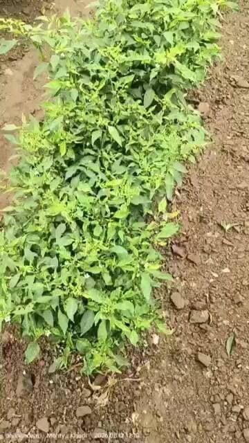 #మధ్యప్రదేశ్ కార్గోన్ #mp #Khargone ప్రాంతంలో మిర్చి తోటలకు #వైరస్ ఎటాక్ బొబ్బర