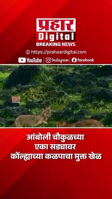 आंबोली चौकुळच्या एका सड्यावर कोंल्ह्याच्या कळपाचा मुक्त खेळ