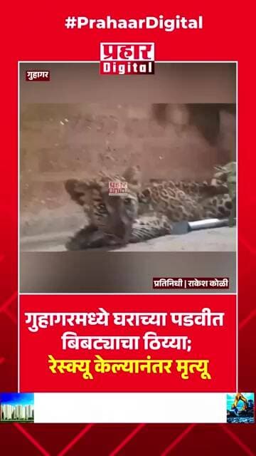 Breaking News गुहागरमध्ये घराच्या पडवीत बिबट्याचा ठिय्या; रेस्क्यू केल्यानंतर मृत्यू